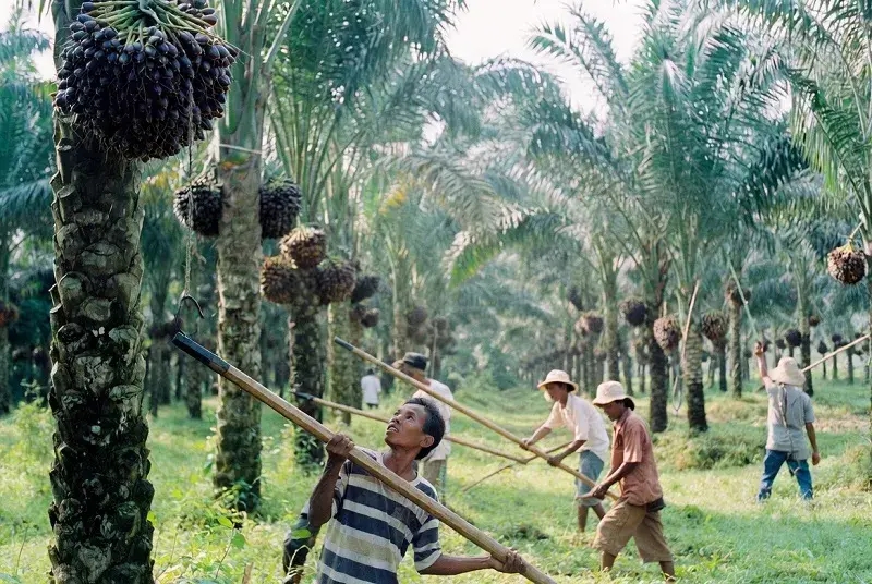 Harga TBS sawit Kaltim naik 0,43 persen menjadi Rp3.266 per kg pada awal Maret 2026, didorong peningkatan kualitas produksi dan penetapan lintas sektor. (Gambar ilustrasi AI)