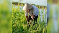 Pemkab Kutim mengalokasikan Rp500 juta untuk AUTP tahun 2026 guna melindungi 1.200 hektare sawah dari risiko gagal panen dan menjaga ketahanan ekonomi petani.