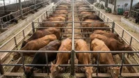 Pemkot Banjarmasin menyiapkan 2.500 sapi kurban untuk Idul Adha 2026. Pasokan didatangkan dari Kalimantan, Jawa, hingga NTT dengan pengawasan ketat PMK.