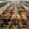 Pemkot Banjarmasin menyiapkan 2.500 sapi kurban untuk Idul Adha 2026. Pasokan didatangkan dari Kalimantan, Jawa, hingga NTT dengan pengawasan ketat PMK.