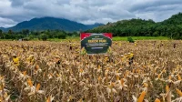 Pemprov Kalbar memperkuat gerakan tanam jagung hibrida untuk mendukung swasembada pangan 2026 dengan melibatkan pemerintah daerah, petani, TNI, dan Polri.