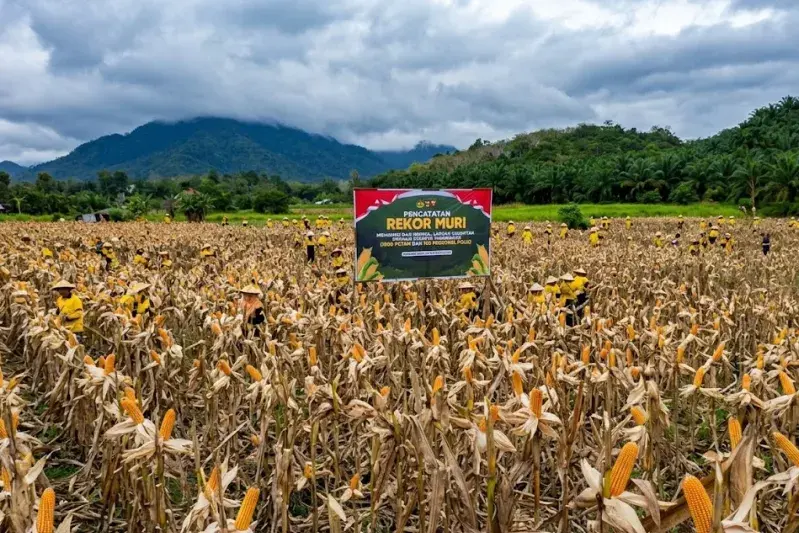 Pemprov Kalbar memperkuat gerakan tanam jagung hibrida untuk mendukung swasembada pangan 2026 dengan melibatkan pemerintah daerah, petani, TNI, dan Polri.